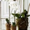 28" White Orchid In Moss Pot -Home Essentials Shop M 15227a 1 new