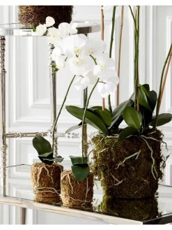 28" White Orchid In Moss Pot